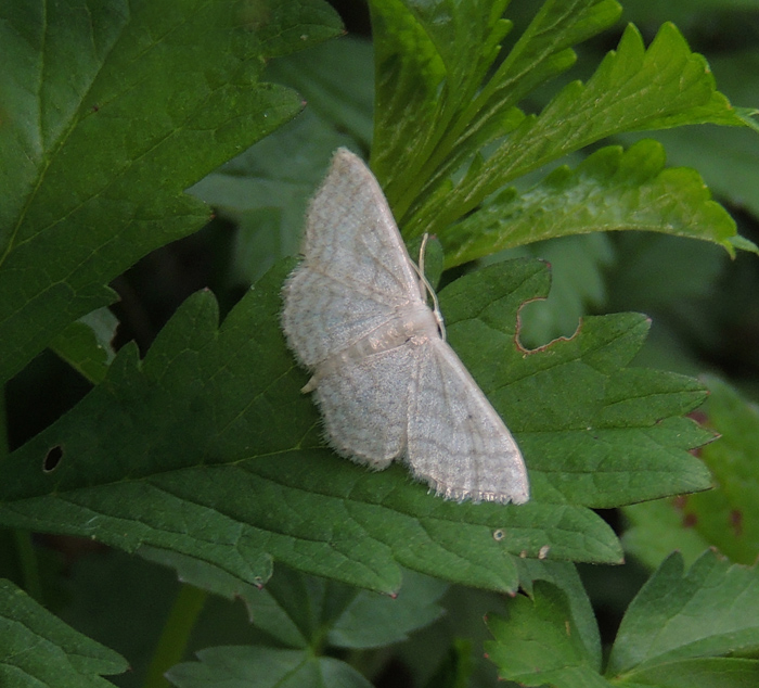 Idaea subsericeata Geometridae